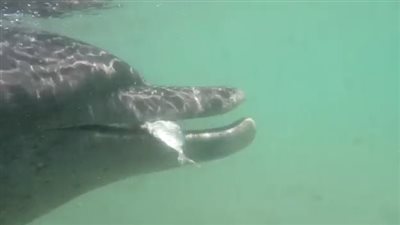 بعد نقلها لوحدة علاج مجهزة.. تحسن الحالة الصحية للدولفين طيبة بالغردقة| صور