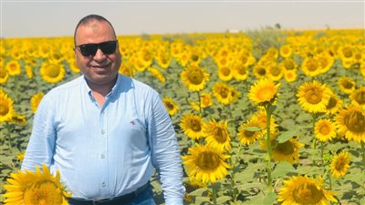 زراعة الفيوم: تحديد سعر طن دوار الشمس بـ 10 آلاف جنيه حتى 12 ألفًا 