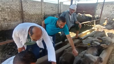 بعد خفض رسوم التأمين الصحي.. الزراعة: إقبال كبير من المواطنين للتأمين على المواشي