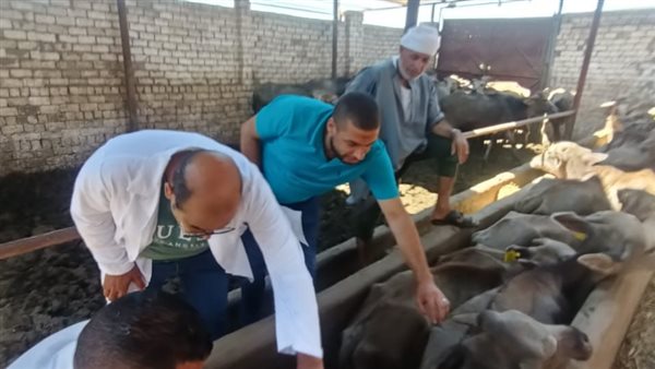 التأمين على الماشية