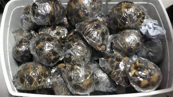 سلحفاة مهربة