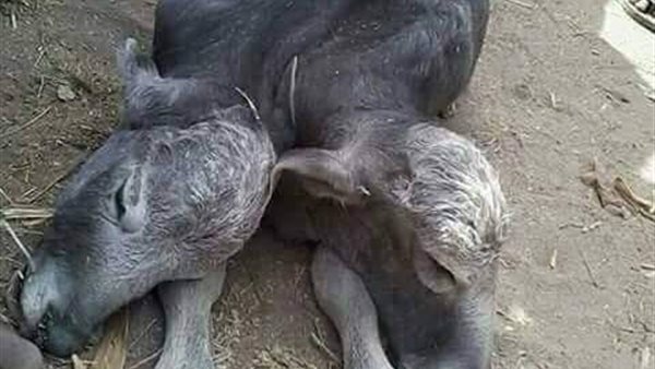 ولادة عجل برأسين