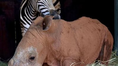 صداقة من نوع مختلف.. وحيد القرن والحمار الوحشي أفضل رفقاء بعد العثور عليهم أيتامًا