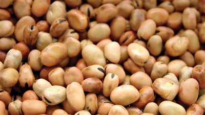 سعر كيلو الفول البلدي ينخفض 2 جنيه بالأسواق 