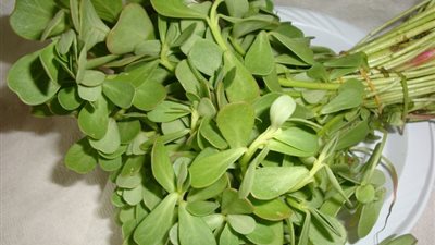 اكتشاف نبات جديد يتحمل الجفاف وسط ظاهرة تغيير المناخ|دراسة 