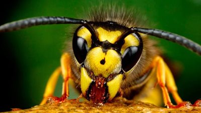 انتشار الدبابير نهاية الصيف بسبب موجة الحر.. تعرف على أعراض لدغتها وطرق العلاج