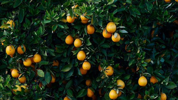 مصر تحتل المركز الأول