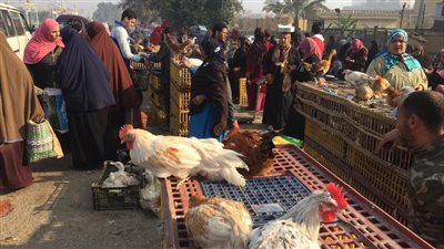 دواجن سوق الإثنين ببنها مصدر للتلوث والأمراض.. ورئيس المدينة: بنحرر محاضر