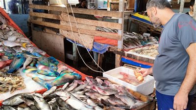 أسعار السمك في مصر اليوم الأربعاء 30 نوفمبر 2022