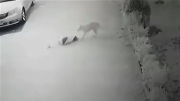 كلب ضال - أرشيفية