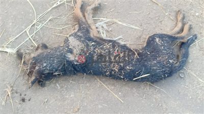 بعد 24 ساعة.. التخلص من كلب ضال عقر 22 شخصا بينهم 5 أطفال بالغربية 