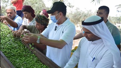 محافظ شمال سيناء يشهد بدء جني محصول الزيتون | صور