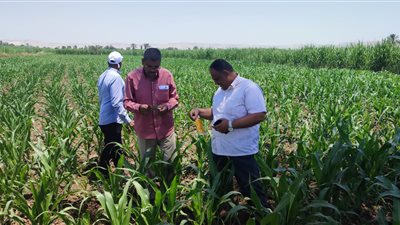 فحص 343 عينة تقاوي والمرور على زراعات الأرز.. الزراعة تستعرض أنشطة بحثية لمعهد أمراض النباتات