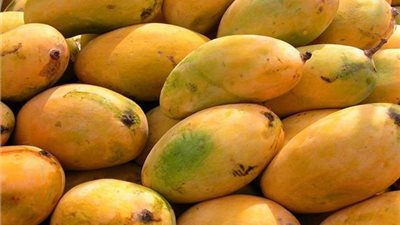 بحضور سفراء الدول العربية.. انطلاق مهرجان المانجو الإسمعلاوي في دورته الأولى غدًا