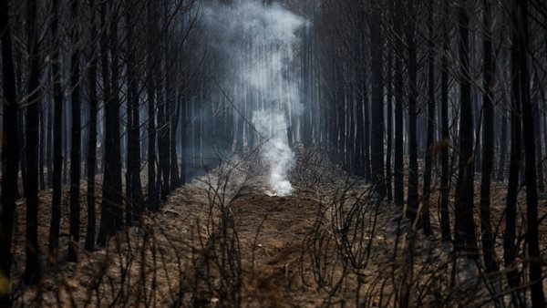 حرائق الغابات 