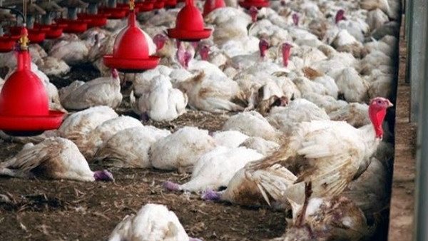 إنفلونزا الطيور