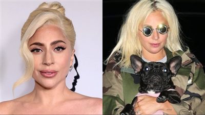 بعد سجن المتهم الثاني 6 سنوات.. القصة الكاملة لخطف كلاب ليدي جاجا 