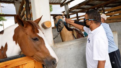 طريقة مخصصة لذوي الدخل المنخفض.. كيف تساعد الخيول في علاج شلل الدماغ للأطفال؟