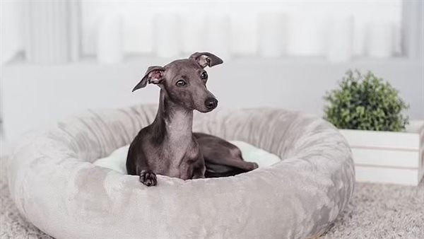 انتقال جدري القرود