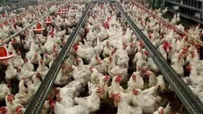 أسعار الدواجن والبيض اليوم الأربعاء 21 ديسمبر 2022 