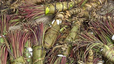 ضبط 45 كيلو من مخدر القات داخل طرود بمطار القاهرة