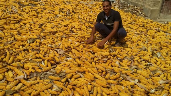 بدء حصاد الذرة في