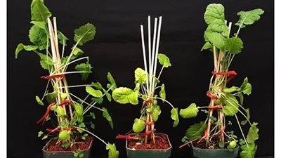 البرسيم مفتاح الزراعة على المريخ|دراسة 