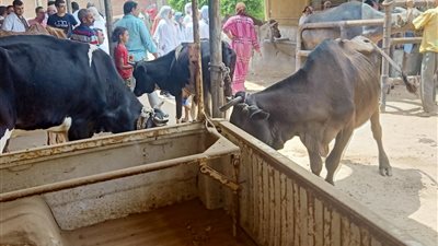 الزراعة: صحة الحيوان يشارك في قافلة بيطرية بالمنوفية.. وينظم دورات تدريبية بالمنصورة