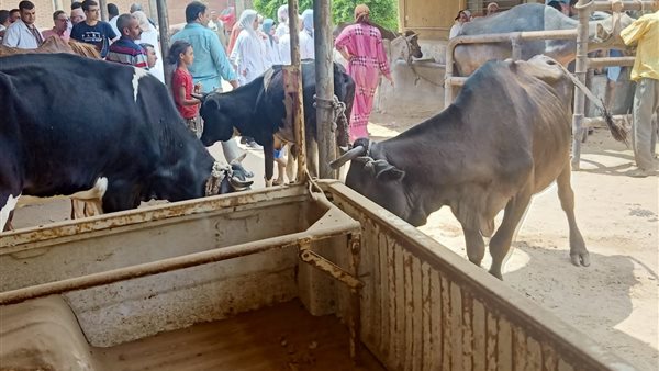 قوافل صحة الحيوان