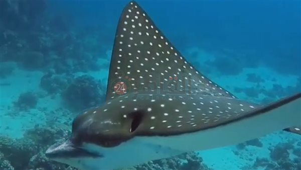 ظهور الـ إيجل راى