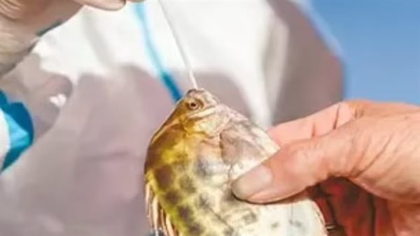 اختبار الأسماك لفيروس