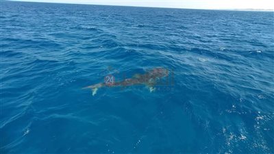 ظهور القرش الحوتي على سواحل الغردقة.. وسائحون يلتقطون صورًا تذكارية معه| صور