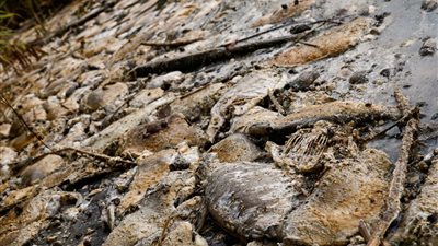 الخوف ينتشر في بولندا من المستقبل بعد النفوق الجماعي للأسماك في نهر أودر