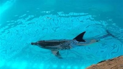 التعليم العالي: نجاح فريق علوم البحار في إعادة دولفين إلى البيئة البحرية بعد تعرضه لهجوم سمكة قرش