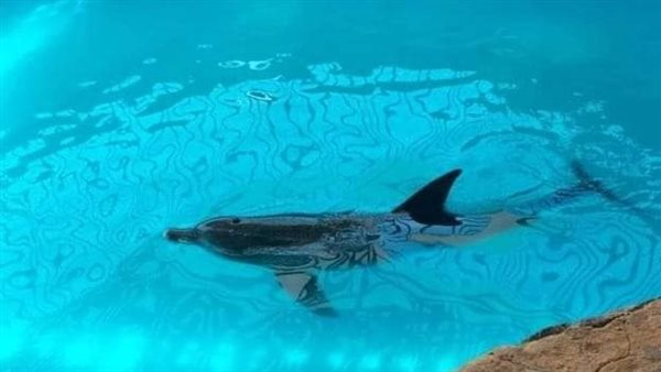  إعادة دولفين إلى