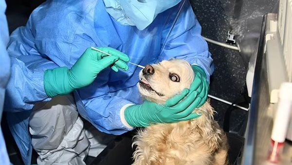 اختبار الكلاب لفيروس