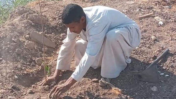 زراعة الأشجار بالمنيا