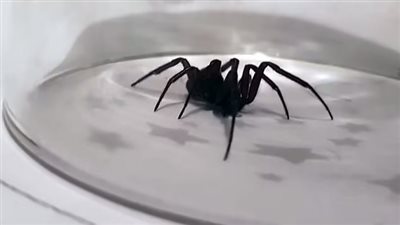 بسبب موجة الحر الشديدة.. بريطانيا تحذر من انتشار العناكب السامة في المنازل 