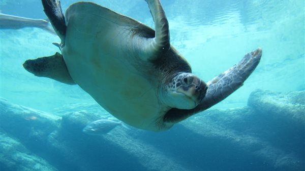 حيوانات بحرية 