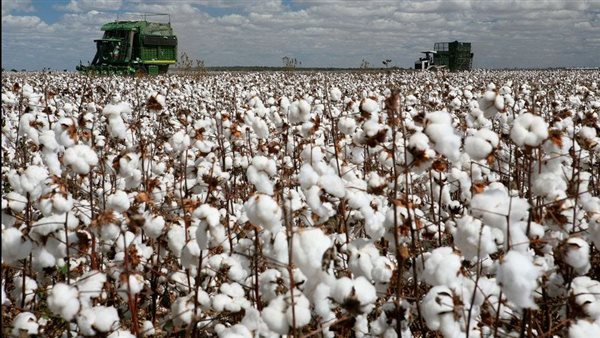 زراعة القطن في مصر