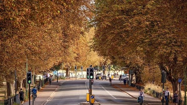 أشجار بريطانيا 