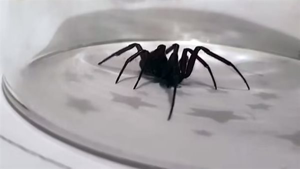 العناكب الأرملة السوداء