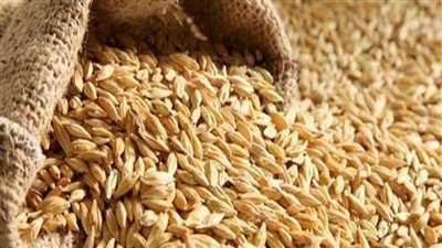 كفر الشيخ: توريد 119 طن أرز عبر 21 موقعًا