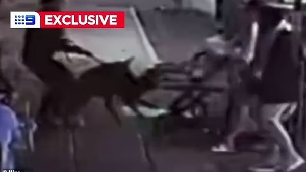 هجوم كلب على سيدة