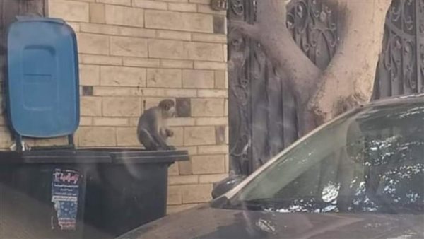 قرود في شوارع حدائق