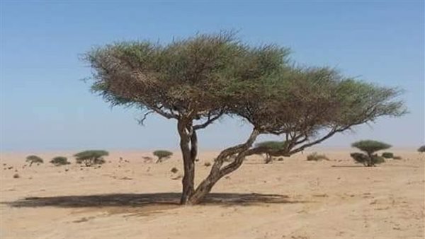 شجرة الأكاسيا في