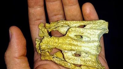  أصغر بـ7 مرات من الموجودين اليوم.. اكتشاف هيكل عظمي لتمساح عاش قبل 13 مليون سنة