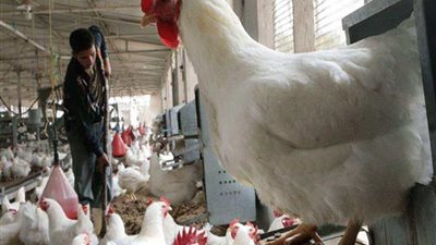 أستاذ باقتصاديات الثروة الحيوانية: السماسرة والوسطاء يتحكمون بسوق الدواجن في مصر