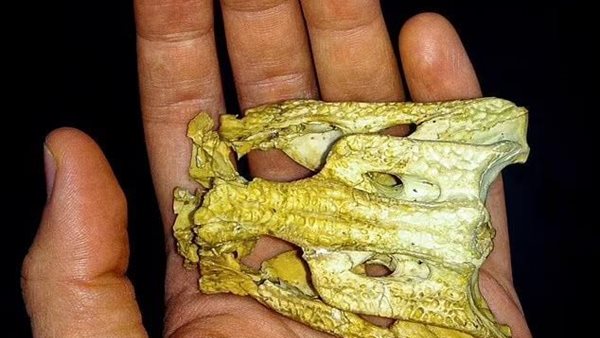 هيكل عظمي لتمساح