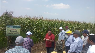 الزراعة تتابع البرامج البحثية من الأرز والذرة في محطة البحوث بالغربية